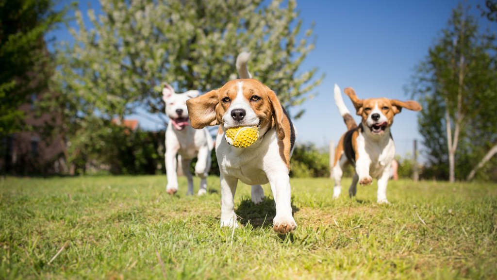 pet place in wooden condominium